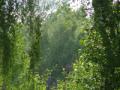 Midsommar i Jönsberg