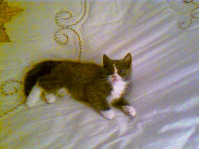 Floaf