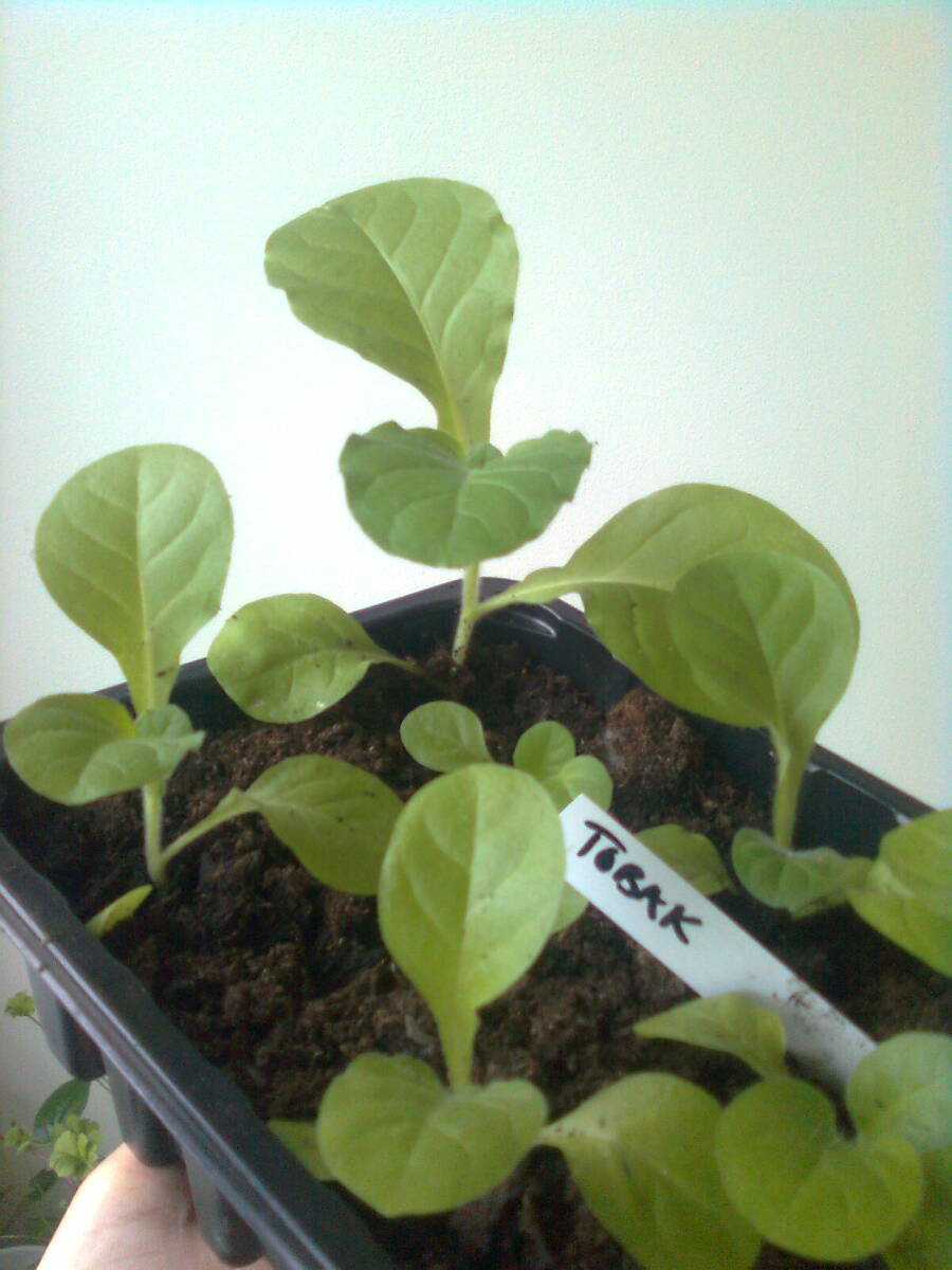 Tindrah